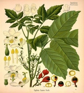 Guarana  (Paullinia cupana).(γκουαρανά) 4