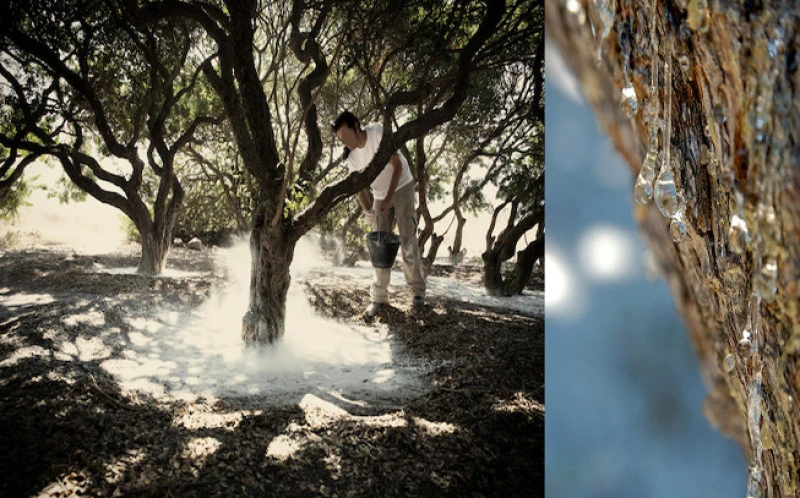 Mastic gum of Chios powder ,( pistacia lentiscus var. chia ). 2