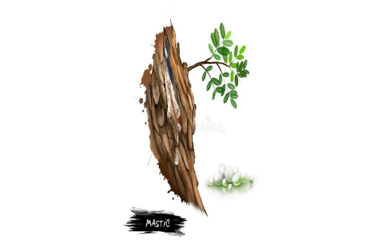 Mastic gum of Chios powder ,( pistacia lentiscus var. chia ). 3