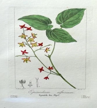 Horny goat σκόνη , Επιμήδιο , (Epimedium alpinum) (χόρνι γκόουτ)). 3