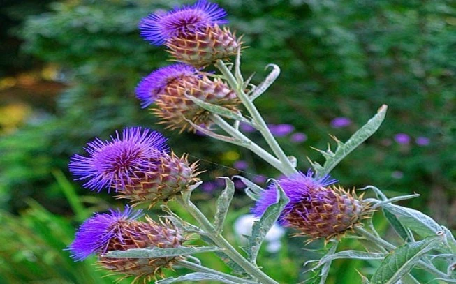 Αγκινάρα , (artichoke-cynara cardunculus). 2
