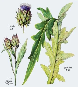 Αγκινάρα , (artichoke-cynara cardunculus). 3