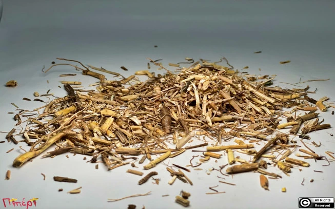 Αγριάδα, Αγρόπυρο το έρπον, κυνόδους ο δάκτυλος,Creeping couch grass(Cynodon dactylon-agropyron repens). 1