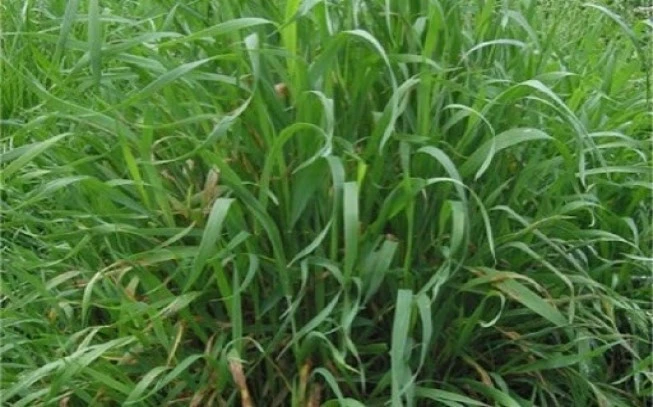 Αγριάδα, Αγρόπυρο το έρπον, κυνόδους ο δάκτυλος,Creeping couch grass(Cynodon dactylon-agropyron repens). 2