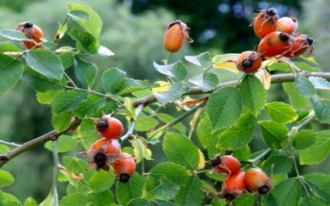 Rose wild fruit: rhododendron, rosehip, wild rose, rosehip (rosa canina). 2