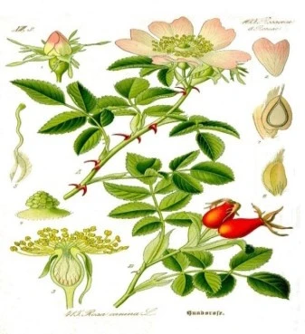 Rose wild fruit: rhododendron, rosehip, wild rose, rosehip (rosa canina). 3