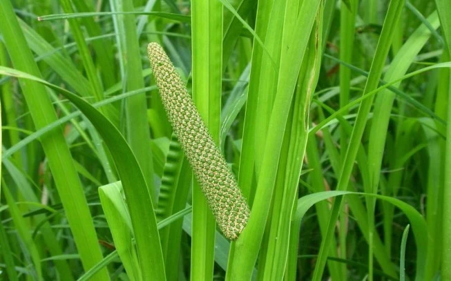 Άκορος : Κάλαμος η καλάμι αρωματικό (acorus calamus). 2