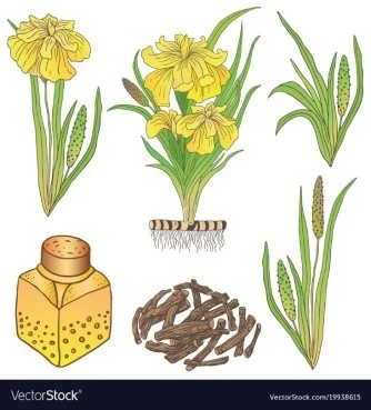 Άκορος : Κάλαμος η καλάμι αρωματικό (acorus calamus). 3