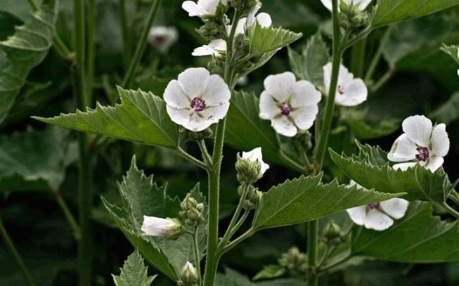 Althea, Marshmallow root, Althea .Rodanthi, dendromolocha, watercress (Althea officinalis). 2