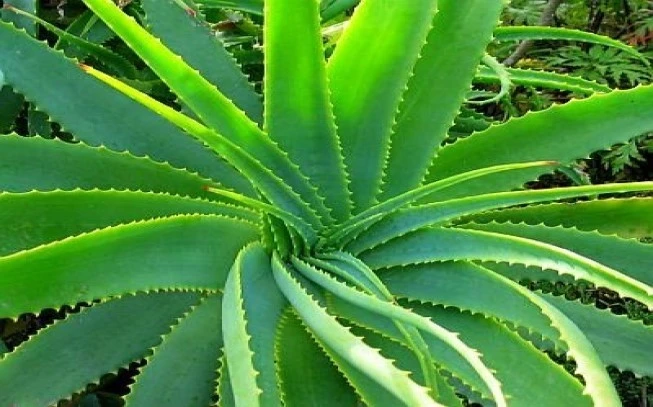 Aloe Powder    Genuine aloe, aloe vera, (aloe barbadensis mill). 2
