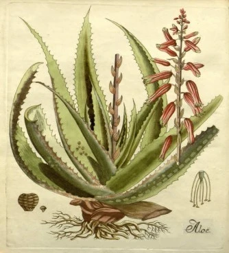 Aloe Powder    Genuine aloe, aloe vera, (aloe barbadensis mill). 3