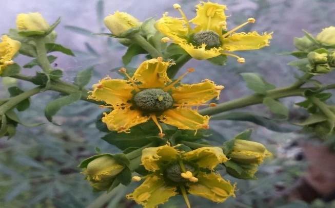 Απήγανος ,απίγανο, Ρητή ,βαρύοσμος, σιδερόχορτο πεγάνι, πηγάνι, πηγουνιά(ruta graveolens). 2