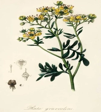 Απήγανος ,απίγανο, Ρητή ,βαρύοσμος, σιδερόχορτο πεγάνι, πηγάνι, πηγουνιά(ruta graveolens). 3