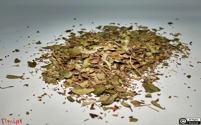 Αρκτοστάφυλος : αρκουδοκούμαρο , ούβα ούρσι (Arctostaphylos uva - ursi). 1