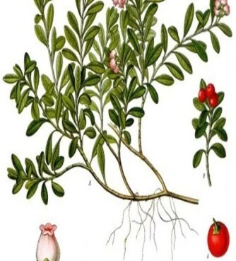 Αρκτοστάφυλος : αρκουδοκούμαρο , ούβα ούρσι (Arctostaphylos uva - ursi). 3