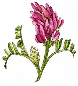 Astragalus Root powder , (Astragalus membranaceus). 3