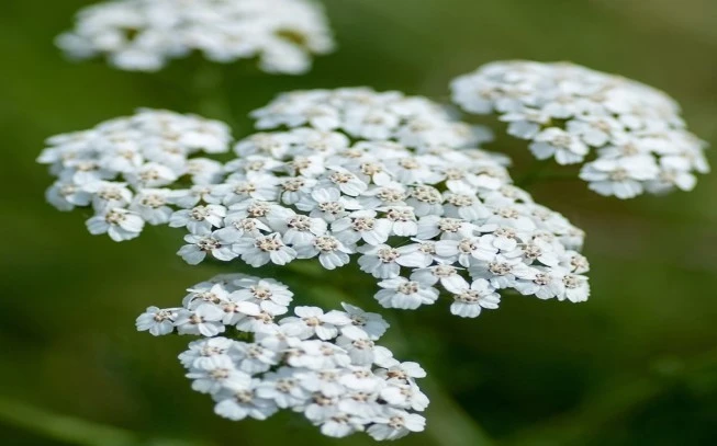 Αχίλλεια , (achillea millefilium). 2