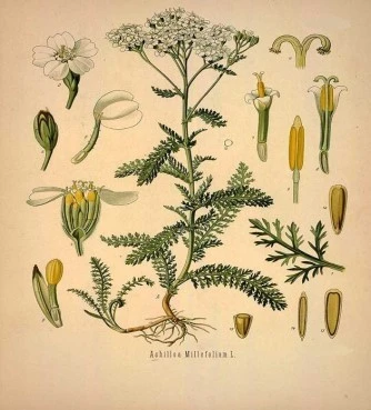 Αχίλλεια , (achillea millefilium). 3