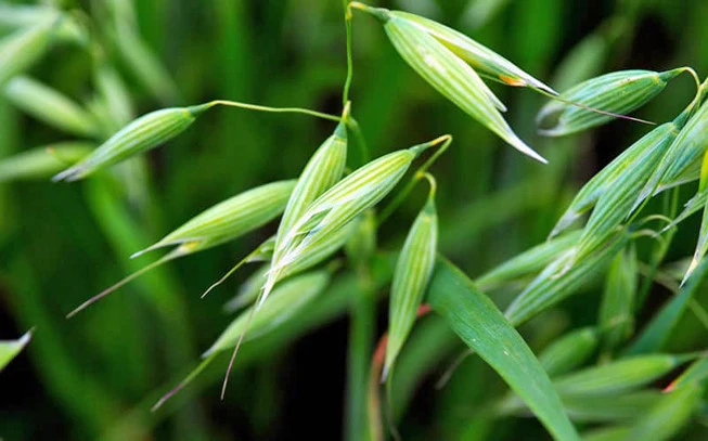 Βρώμη τριμμένη , ( Aveva sativa ). 2