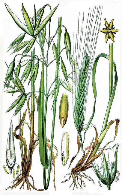 Βρώμη τριμμένη , ( Aveva sativa ). 3
