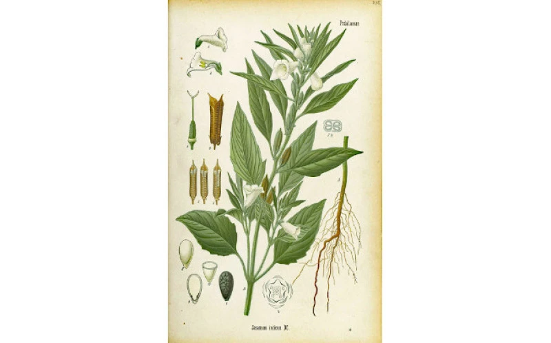 Ταχίνι , Ελληνικό , 100% φυσικό , Sesame paste, 100% natural , Greek . 4