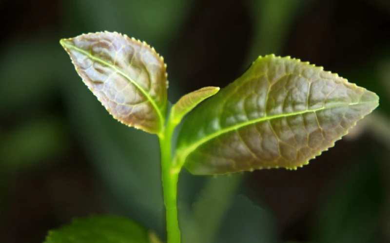 Τσάι Oolong , Oolong tea, (Camellia sinensis) 2